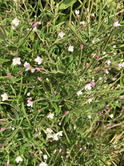 Epilobium coloratum