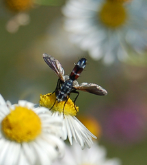 Cylindromyia interrupta