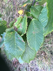 Ulmus glabra