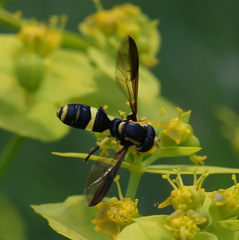 Xanthogramma marginale