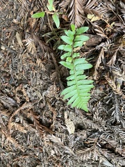 Polystichum munitum