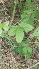Rubus flagellaris