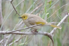 Ptilotula penicillata