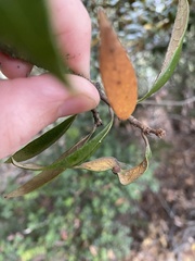 Dryocosmus juliae