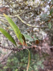 Dryocosmus juliae