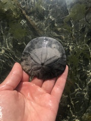 Dendraster excentricus