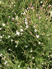 Epilobium coloratum