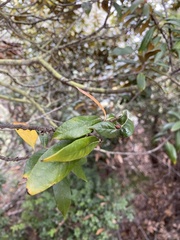 Dryocosmus juliae