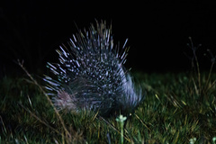 Hystrix africaeaustralis