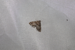 Petrophila confusalis