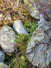 Myosotis brevis
