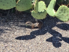 Ammospermophilus harrisii