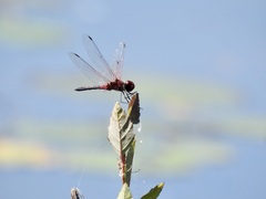 Celithemis bertha
