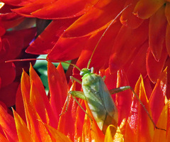 Adelphocoris quadripunctatus