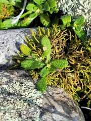 Myosotis brevis