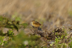 Cisticola