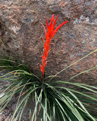 Pitcairnia