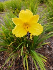 Bombus vosnesenskii