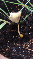 Leucocoprinus birnbaumii