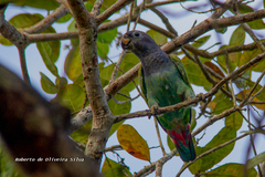 Pionus menstruus reichenowi