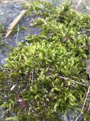 Brachythecium rutabulum