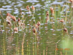 Eriophorum