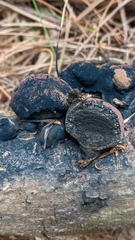 Daldinia childiae