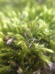 Brachythecium rutabulum