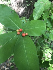 Rauvolfia tetraphylla