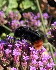 Bombus lapidarius