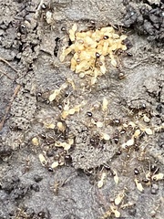 Prenolepis imparis