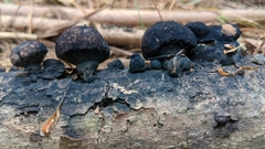Daldinia childiae