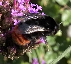 Bombus lapidarius