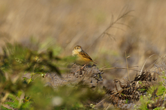Cisticola