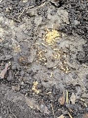 Prenolepis imparis