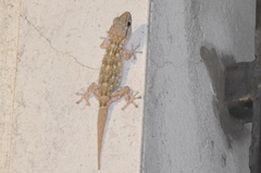 Tarentola mauritanica