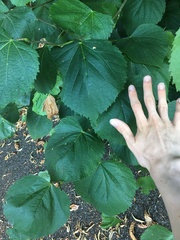 Tilia platyphyllos