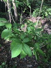 Rauvolfia tetraphylla