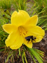 Bombus vosnesenskii