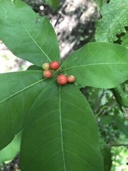Rauvolfia tetraphylla
