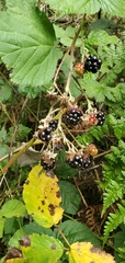 Rubus fruticosus