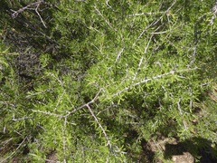 Prunus fasciculata