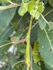Scoliopteryx libatrix
