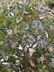 Peltigera canina