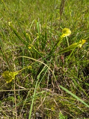 Sarracenia flava