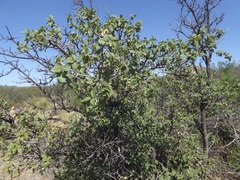 Quercus turbinella