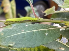 Scoliopteryx libatrix