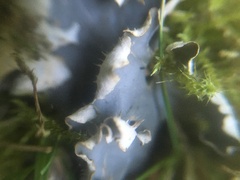 Peltigera canina
