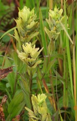 Castilleja unalaschcensis