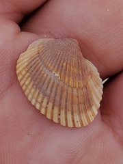 Noetia ponderosa